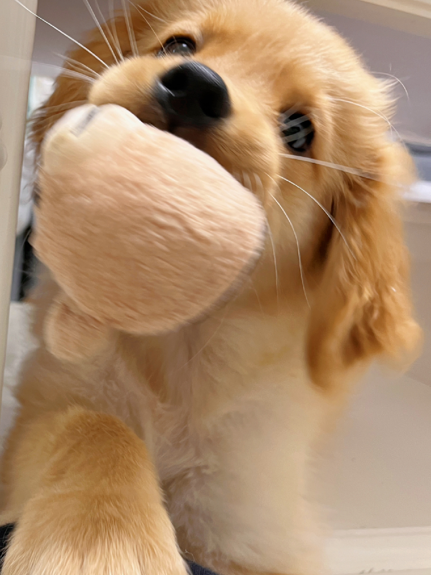 小金毛宝宝🐕 