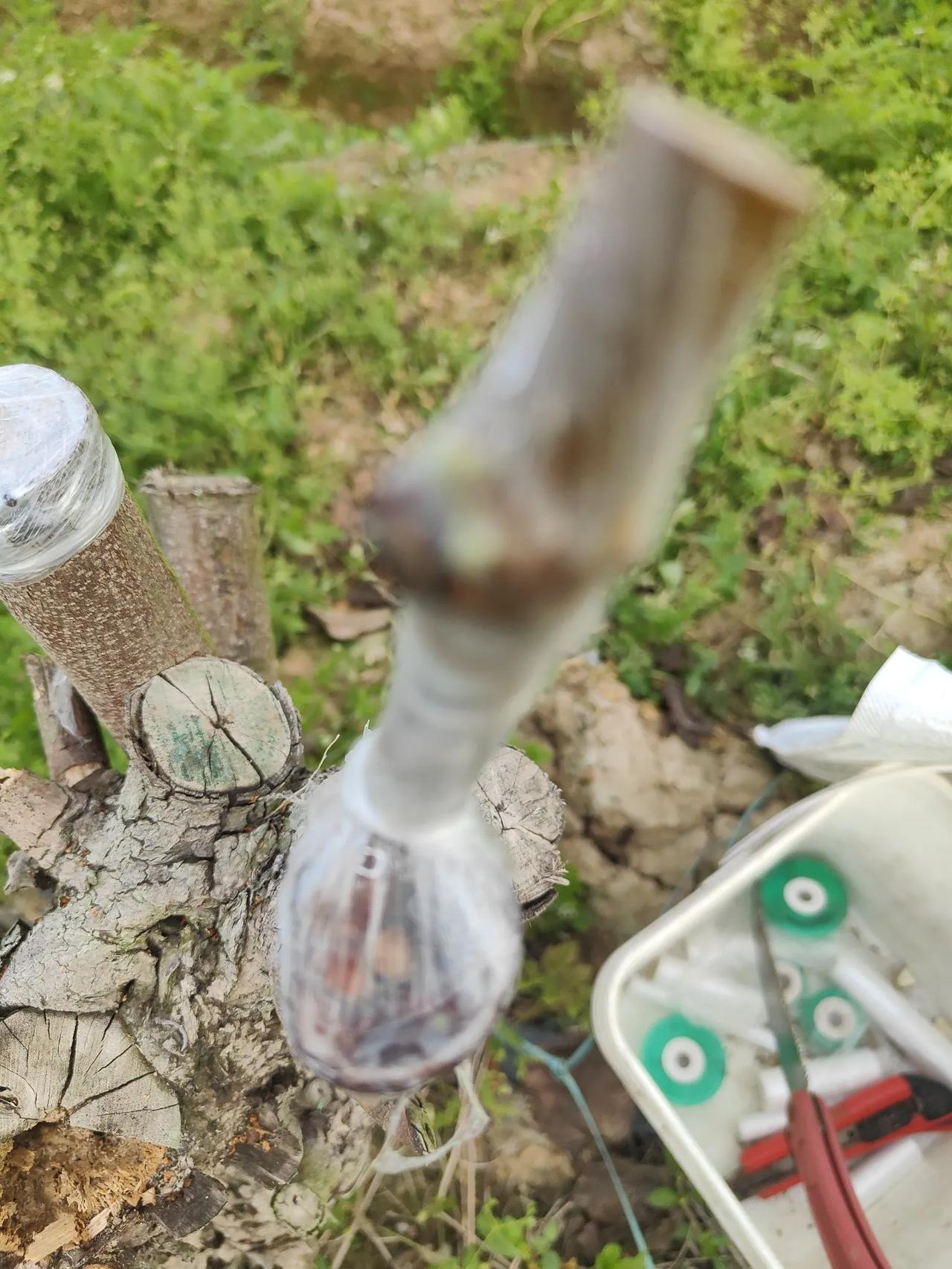 改革开放后，如果还是沿习种以前的粮食品种，想让粮食大幅增产那是痴人说梦。拿水稻来