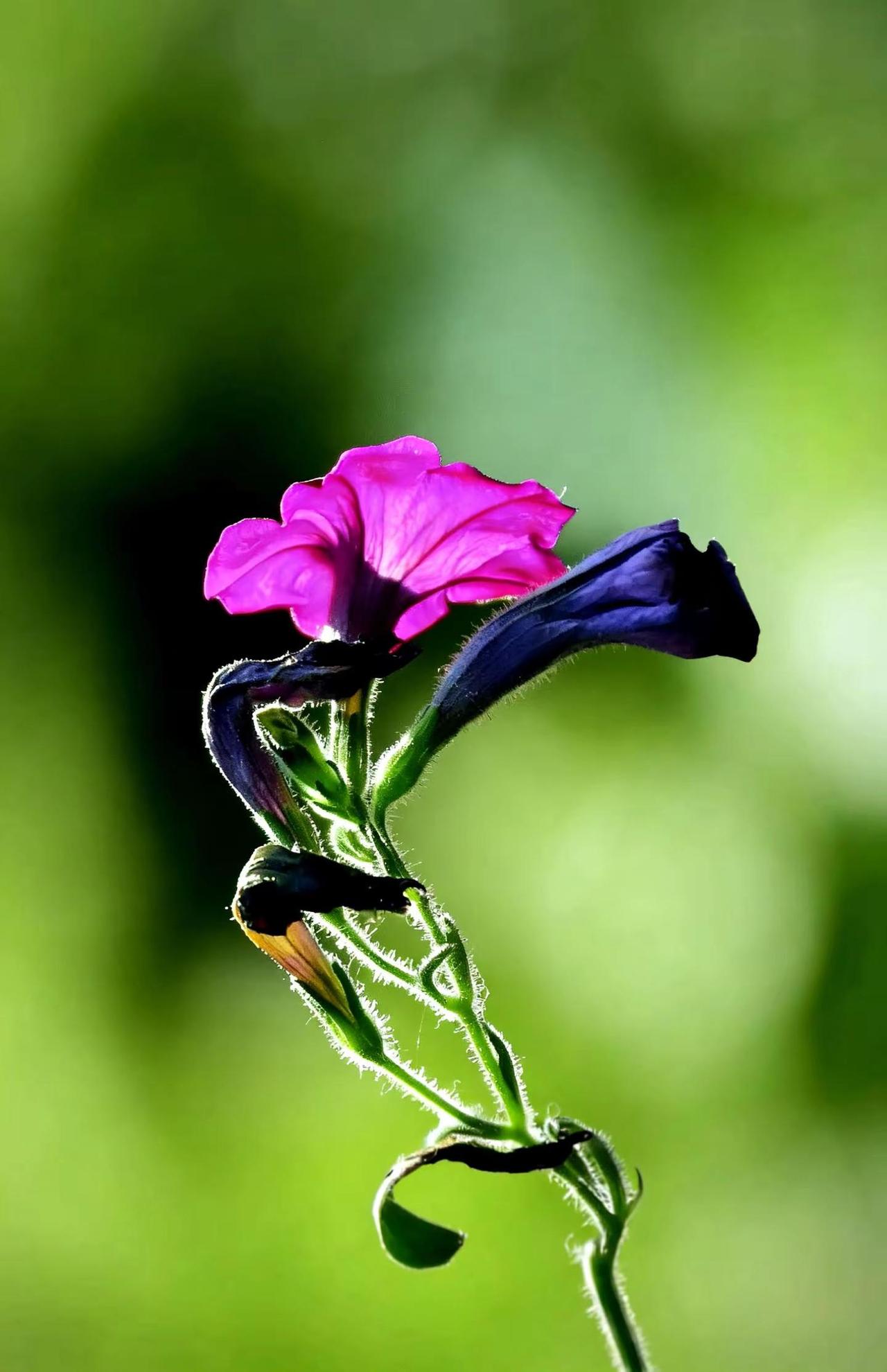 舞者。独自芬芳的野花 原创花草摄影 花草拍摄 花卉摄影原创分享