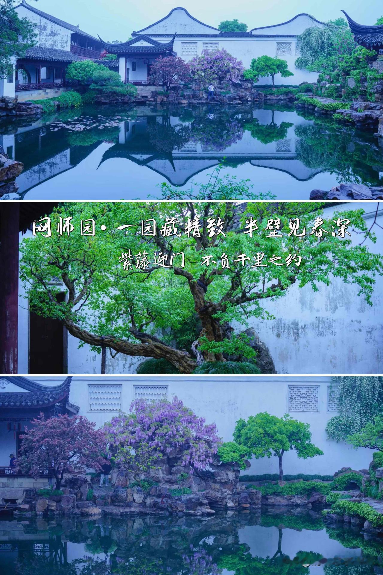 苏州网师园 ｜一园藏精致  半壁见春深
 💜 紫藤迎门  不负千里之约

  