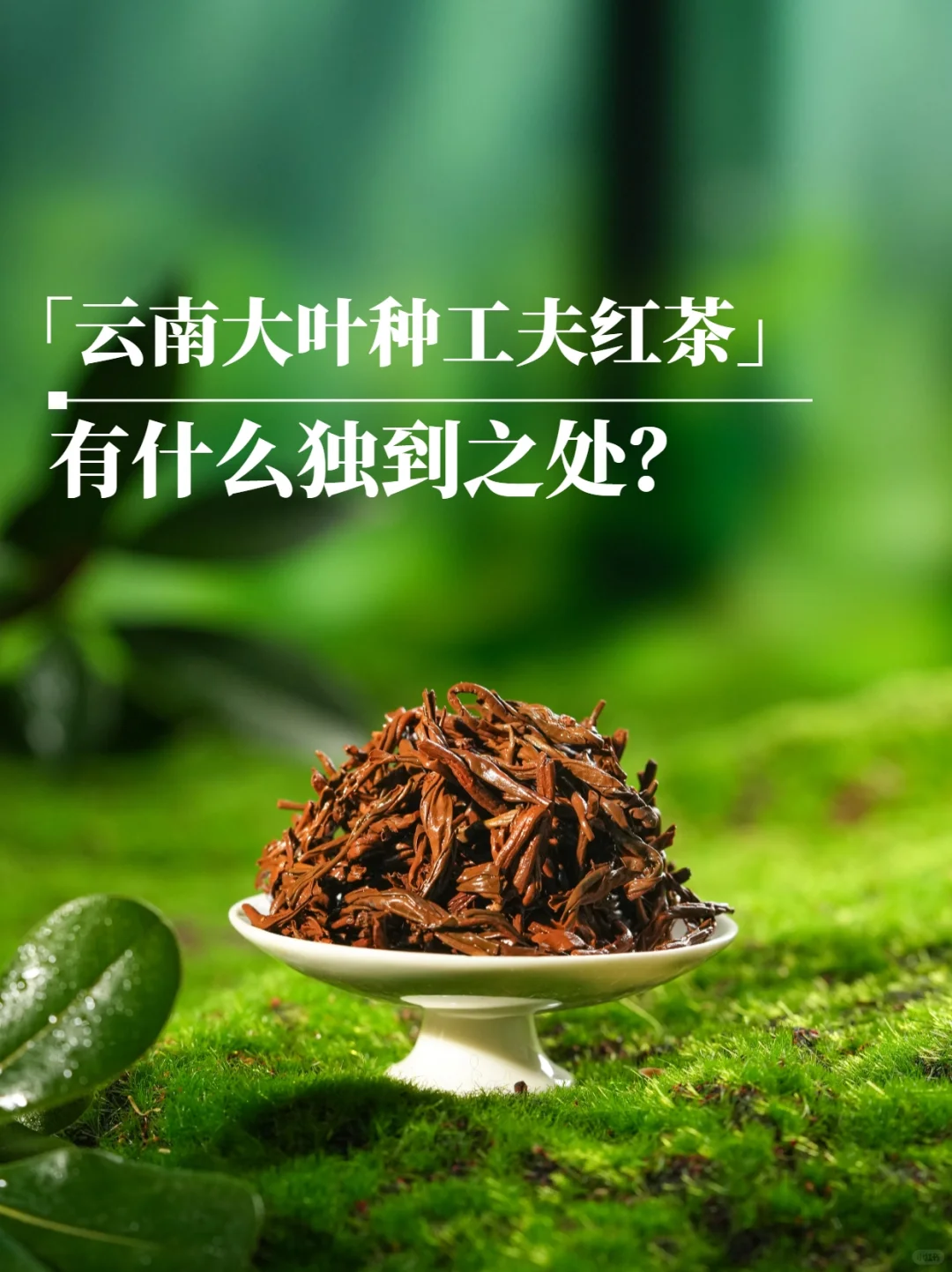 🌿大叶种vs小叶种，有什么不同？