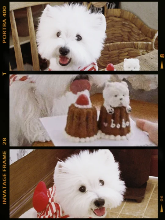 小狗五岁生日快乐🎊走过路过祝福一个ᯅ̈.ᐟ