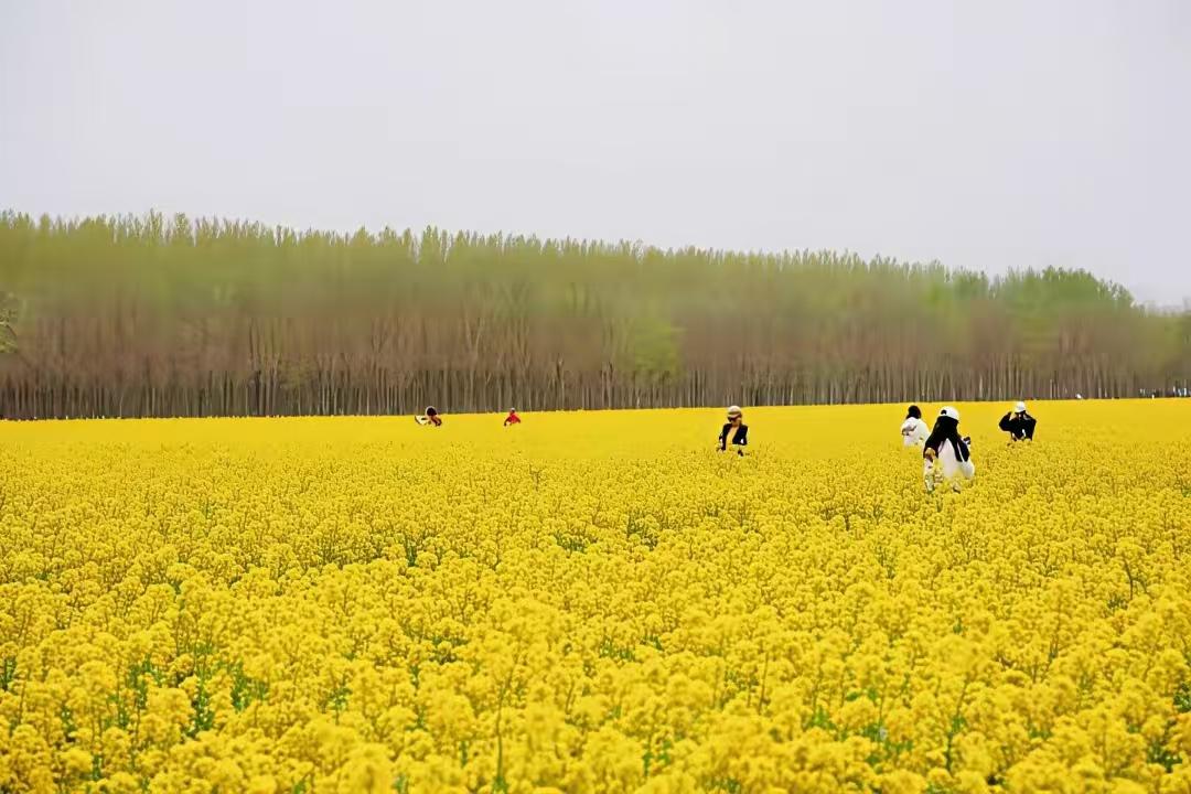 水仙子·油菜花开
古村初春暖风香，
万亩黄花织锦廊。
晴光闪闪金波荡，
游人醉景