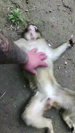 真素手欠惹 ​​​