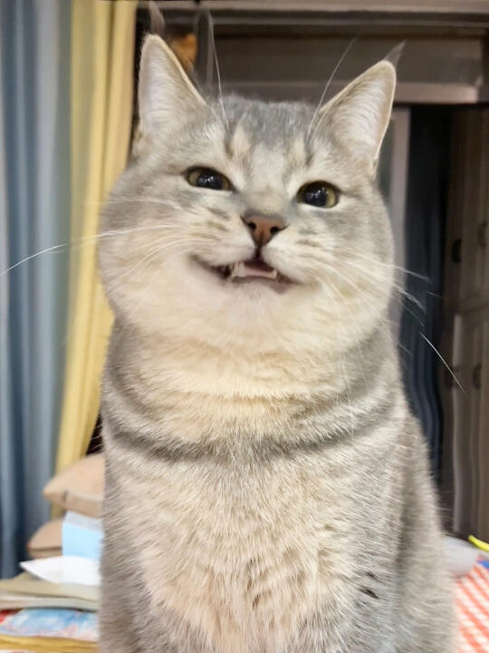 少食多餐+猫咪鱼油1年，美貌已达next level