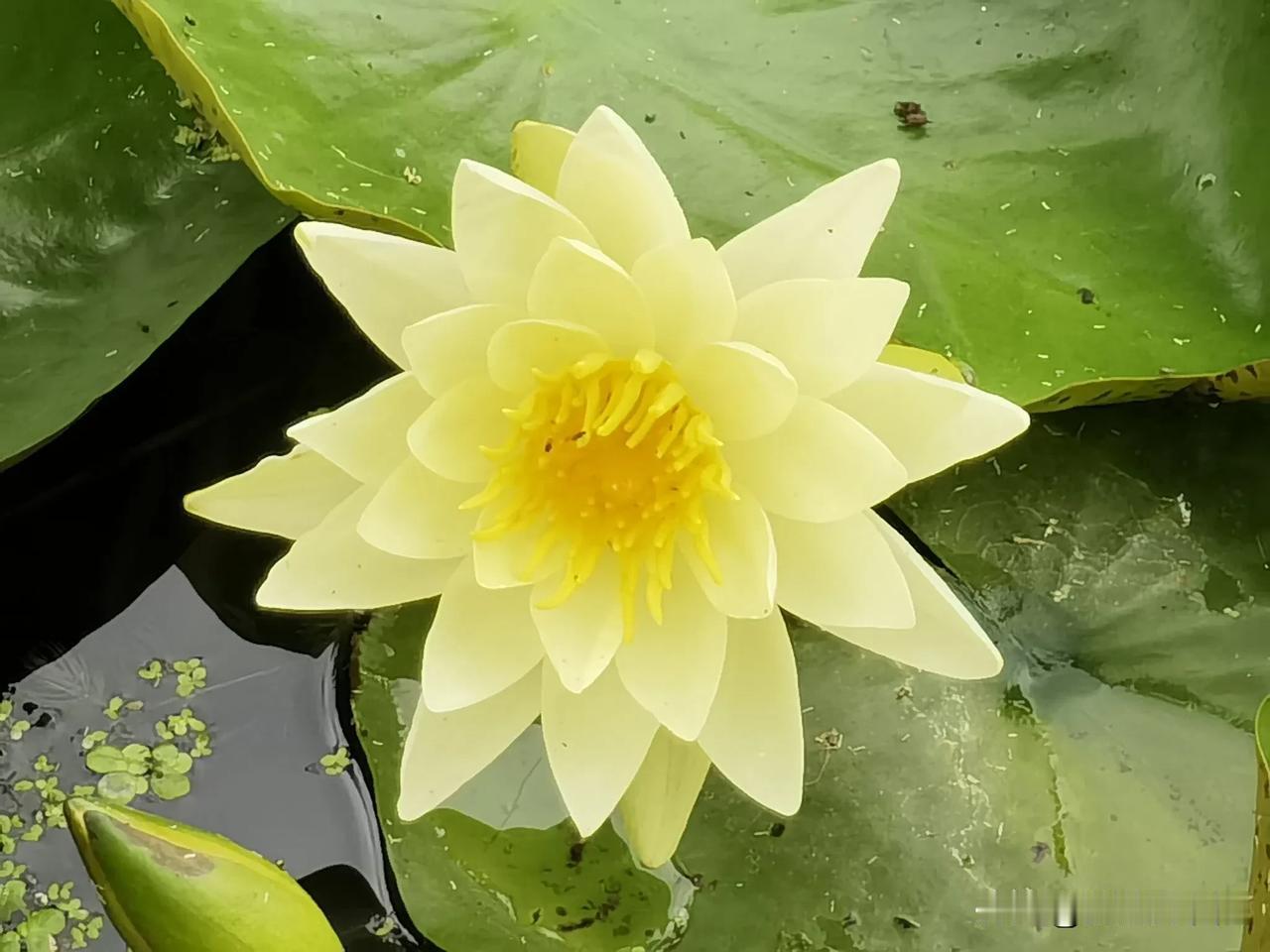 赏花，莲花（5）
正值秋季，荷花已凋零，莲花却仍在绽放。对于四季分明的北方而言，