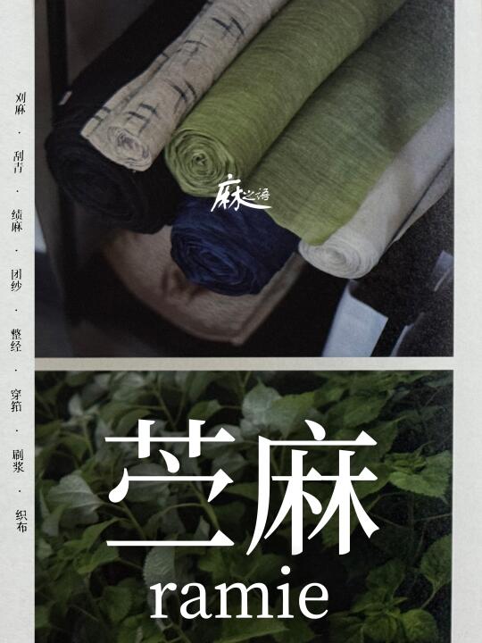 原来苎麻真的长这样?！