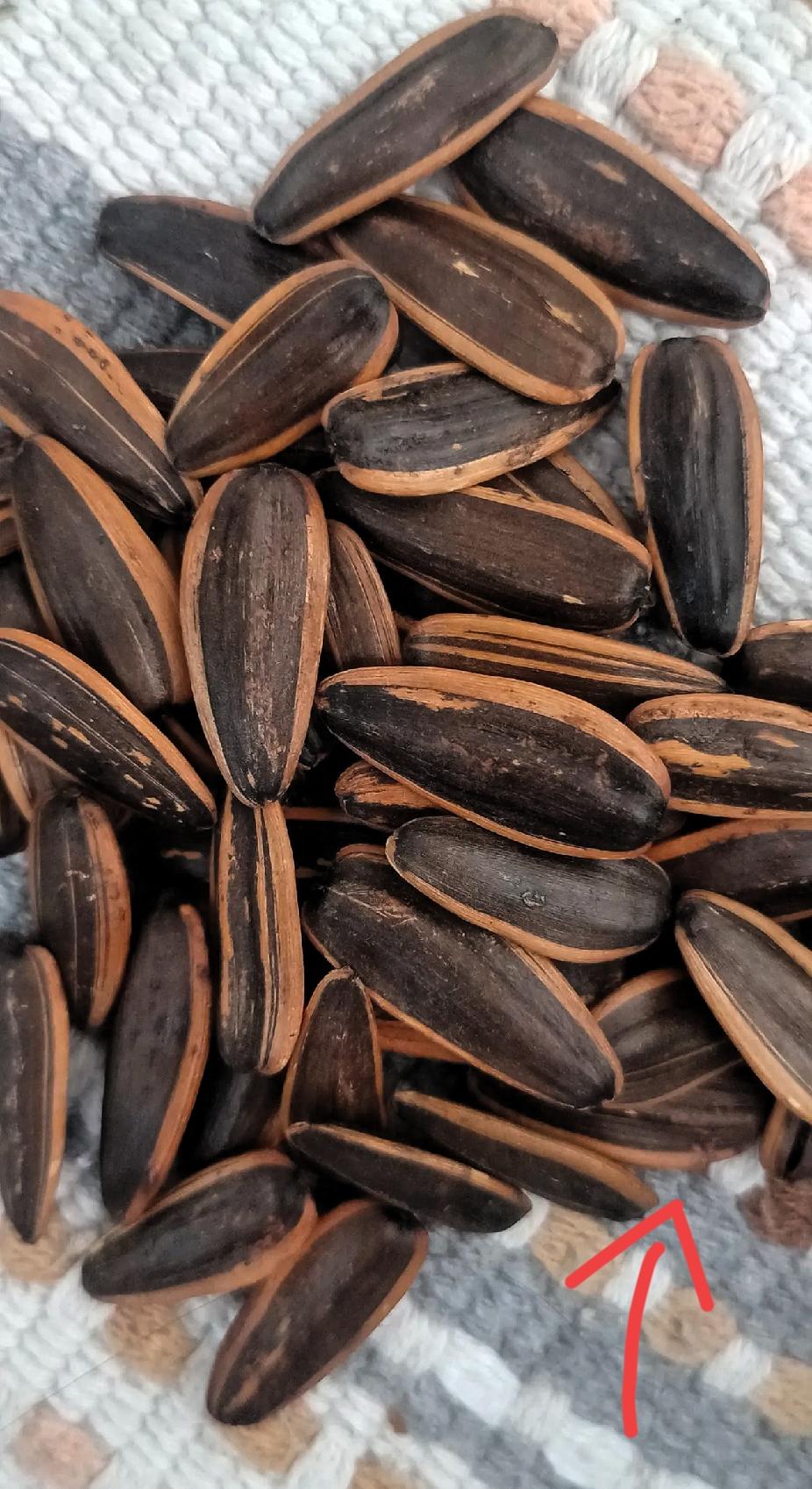 嗑瓜子不喝水，简直是冬季“上火刺客”的精准偷袭！
 
昨天嘴馋囤了一大包瓜子，晚