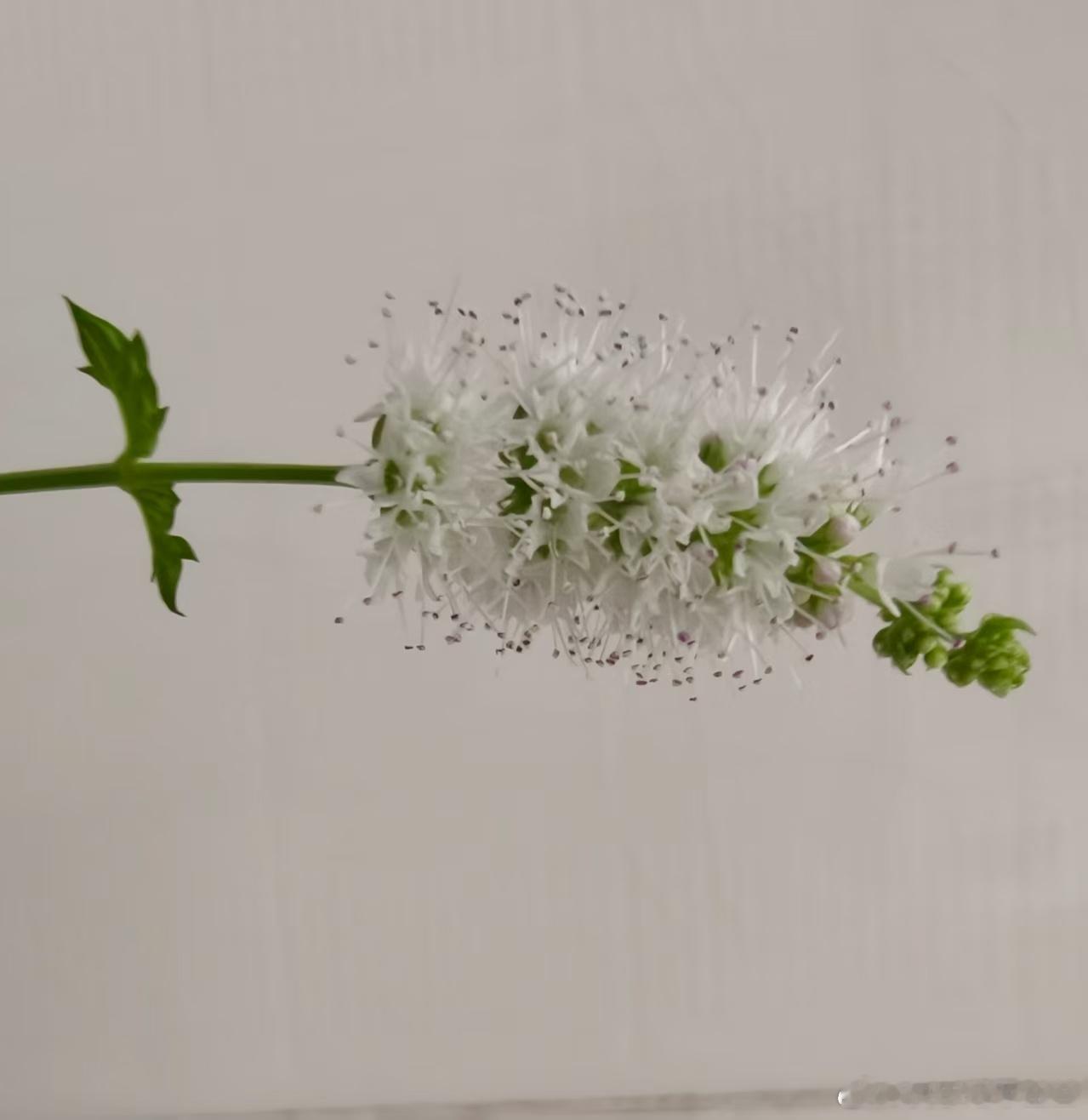 才知道原来薄荷会开花 ​​​