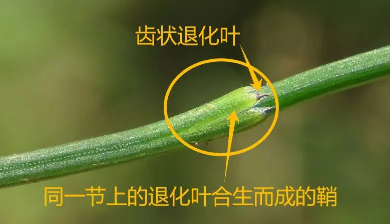 每天一条冷知识节节草一节一节的，看似没有叶子，其实每个节间黑色或灰白色的短三角形