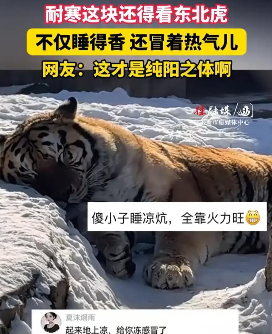 牡丹江一女子逛虎园，随手拍下东北虎在零下十几度的雪地里呼呼大睡，背脊还冒白汽，像