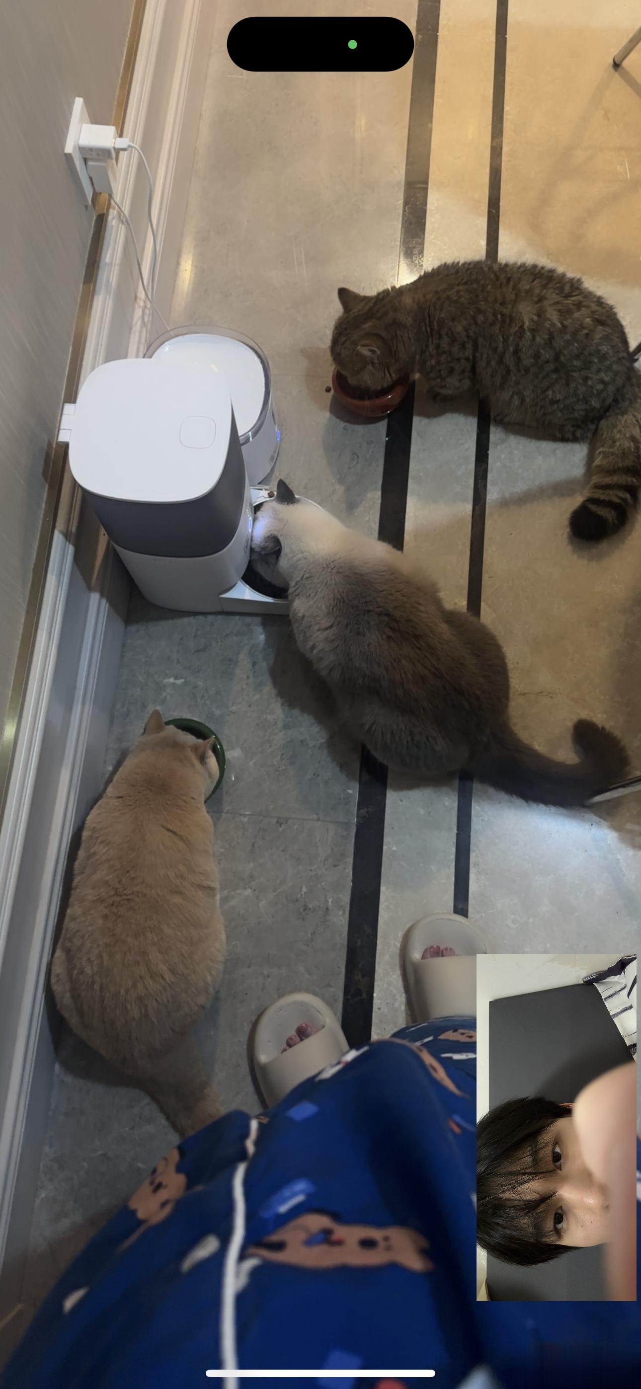 是谁这么会养小猫咪 没错 是我我养三只猫 都肥肥哒 ​​​