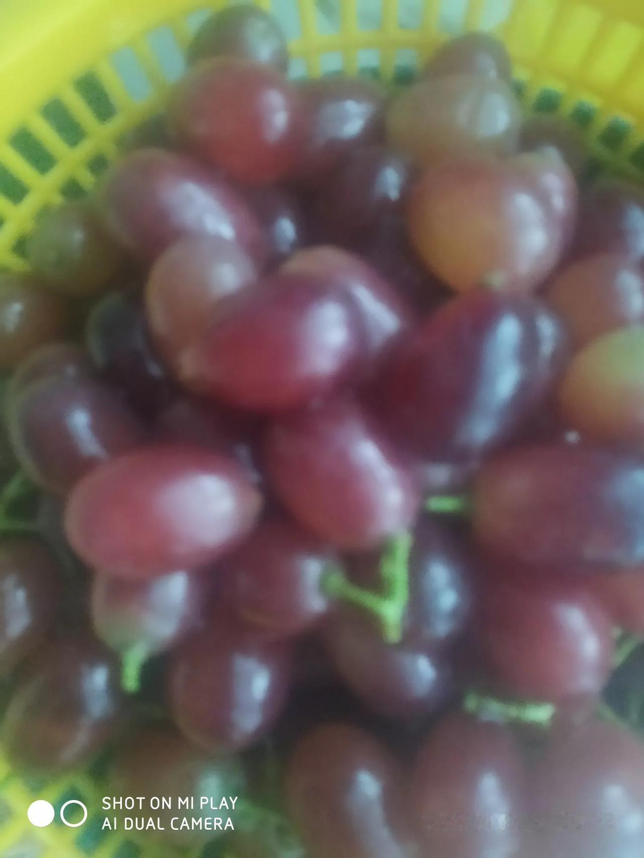 #秋日生活打卡季#
这个山东人都认识吧，大泽山葡萄🍇，无籽的那种，今年居然这么