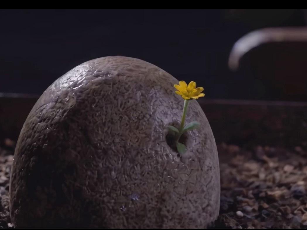 顽石不破，黄花不开，所有的新生都始于缝隙。就如同阿璃一样～ 