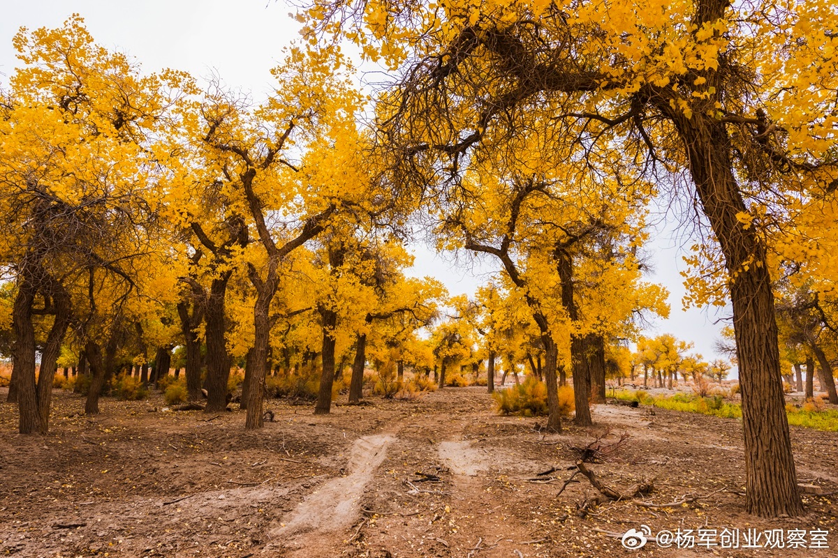 可转换证券在企业未来经营较好时，能够转换成股票可转换证券在转换之前要求创业企业定