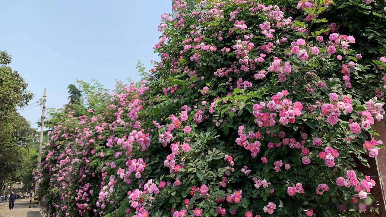 #发一张你眼中的春天照片#