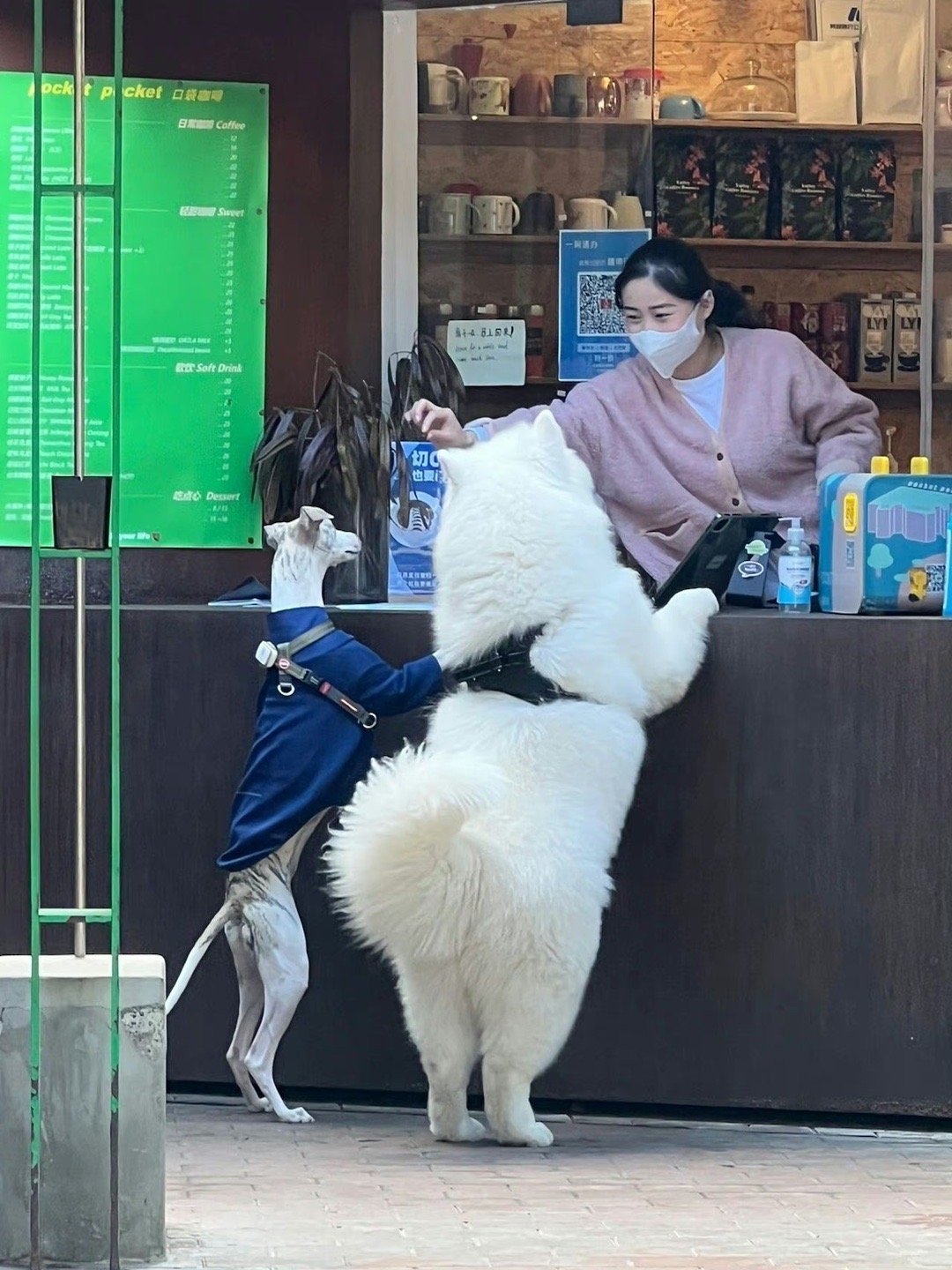 萨摩耶：老板，来两份小骨头饼干，小份的给我，大杯的给他