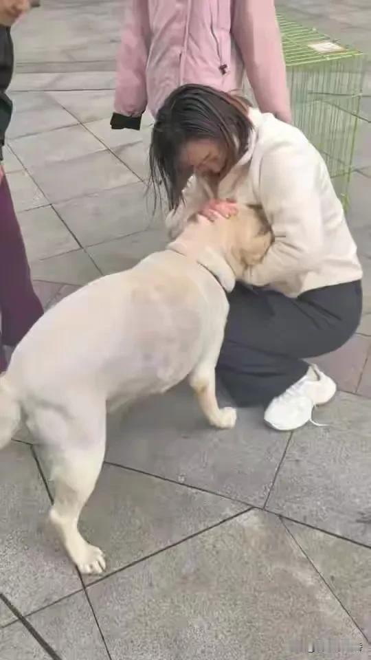 太神奇！青岛这只拉布拉多犬“九月”的经历太神奇了！今年8月啤酒节期间，它在青岛金