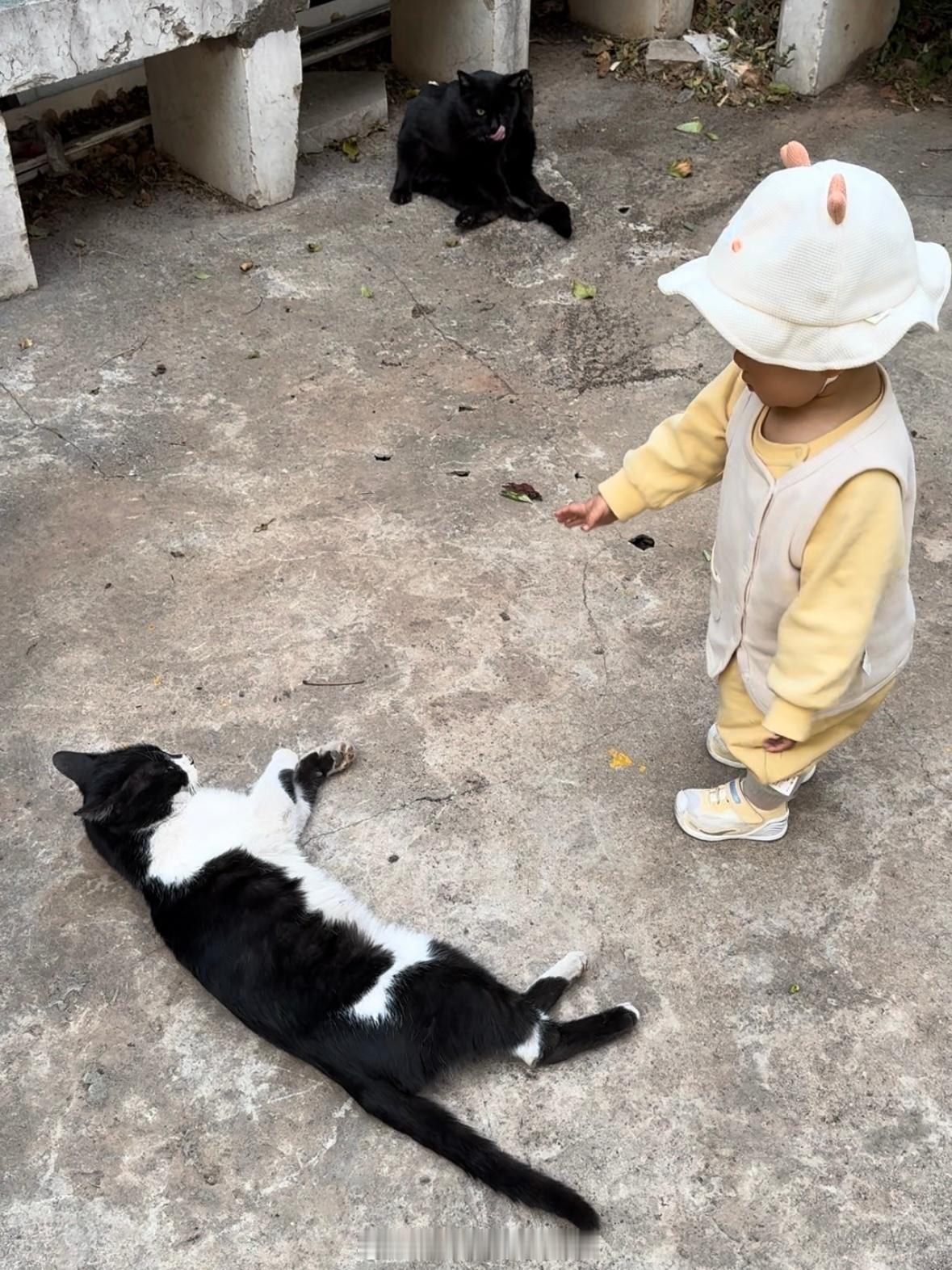 又来喂小流浪啦🐈附近的小动物们跟豆米熟到大老远见到豆米就会扑来[笑cry]萌娃