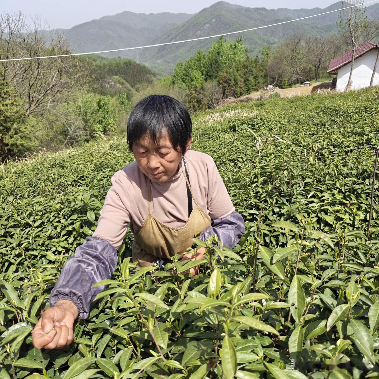 河南女，到湖北采茶。一天150块钱，茶场老板管吃住。
湖北谷城县紫金镇.中股岭村