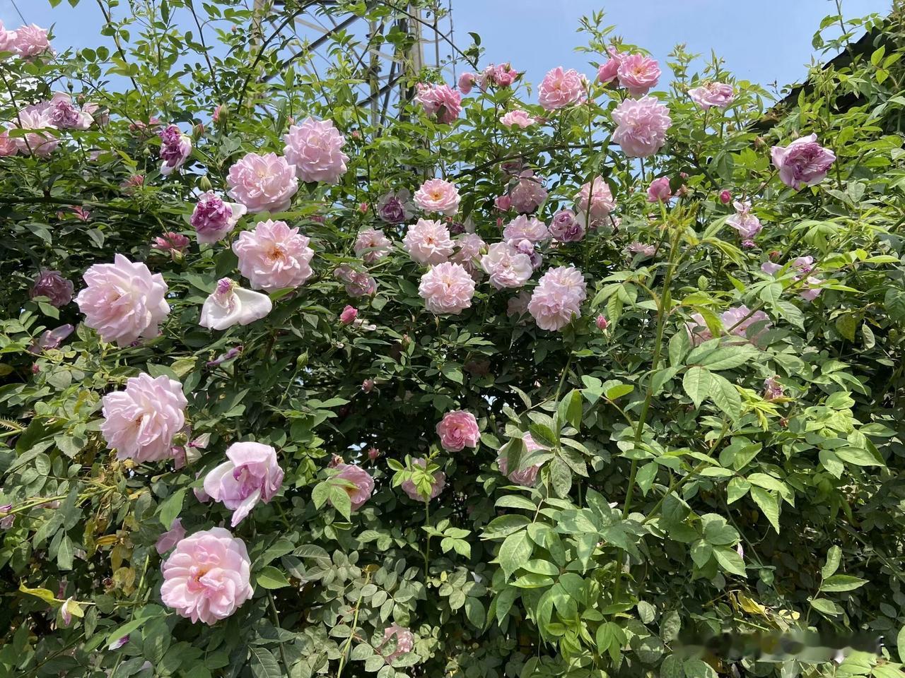 哎，人呐，为了金钱难道信誉都不讲了吗？

也许明年我也要搬家了，离开目前的这个蔷