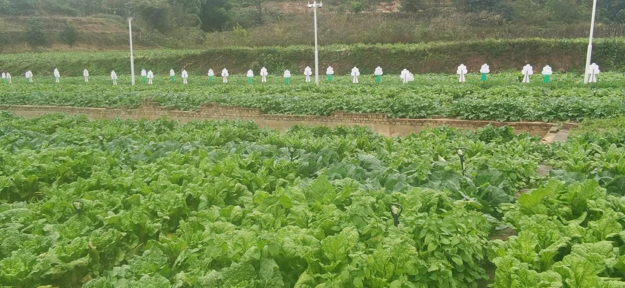 田园菜地，种菜也是个技术活，要不也就草盛豆苗稀了。