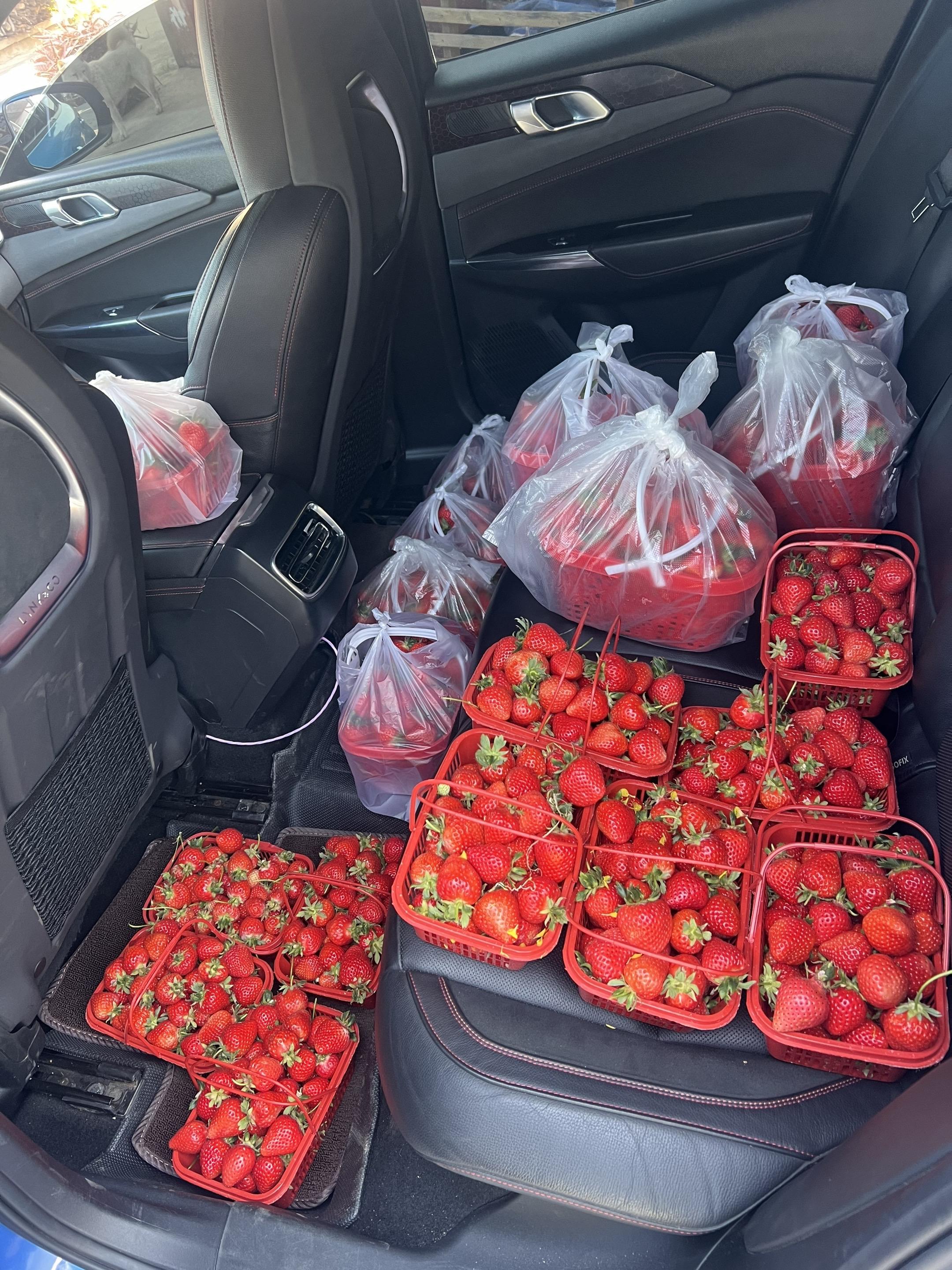 一车草莓味 比香薰好使