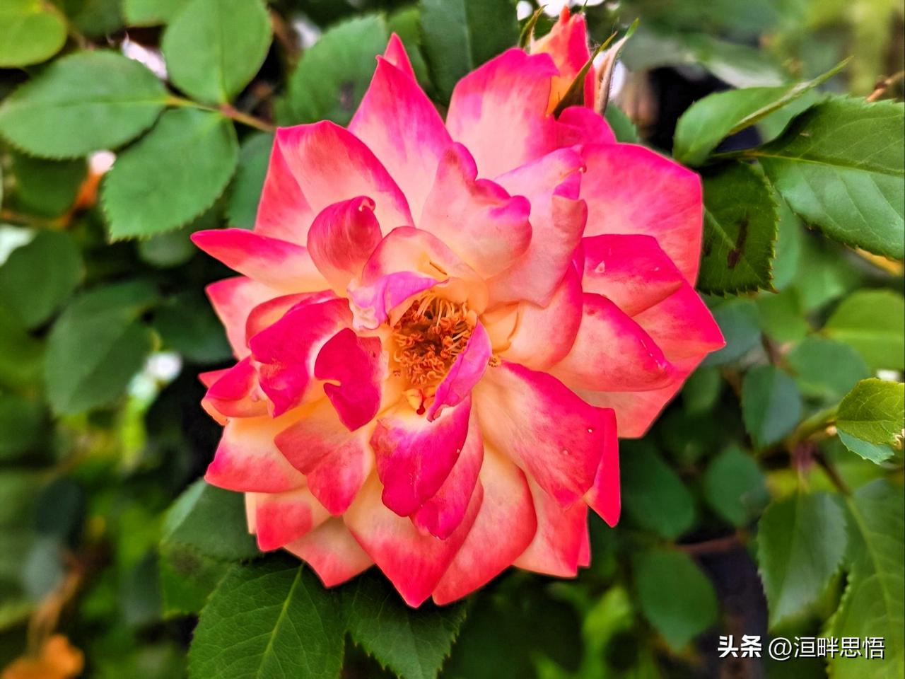 粉嫩月季绽放，尽显浪漫与柔情。🌹💕