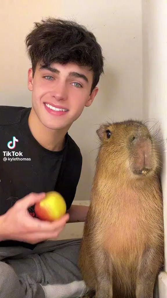 世界上最大的啮齿动物水豚已经走红。 水豚是一种个性独特的动物，有时非常单纯可爱，