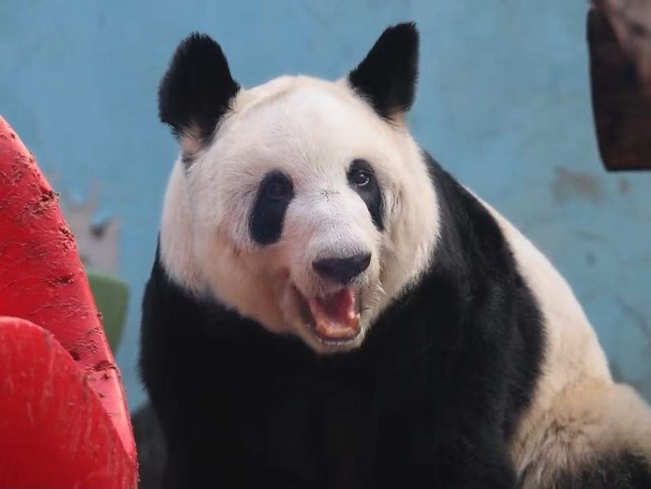 丫丫和竹笋的捉迷藏谁赢啦 北动限定捉迷藏大赛落幕～干饭侦探上线，苹果垫肚后开启寻