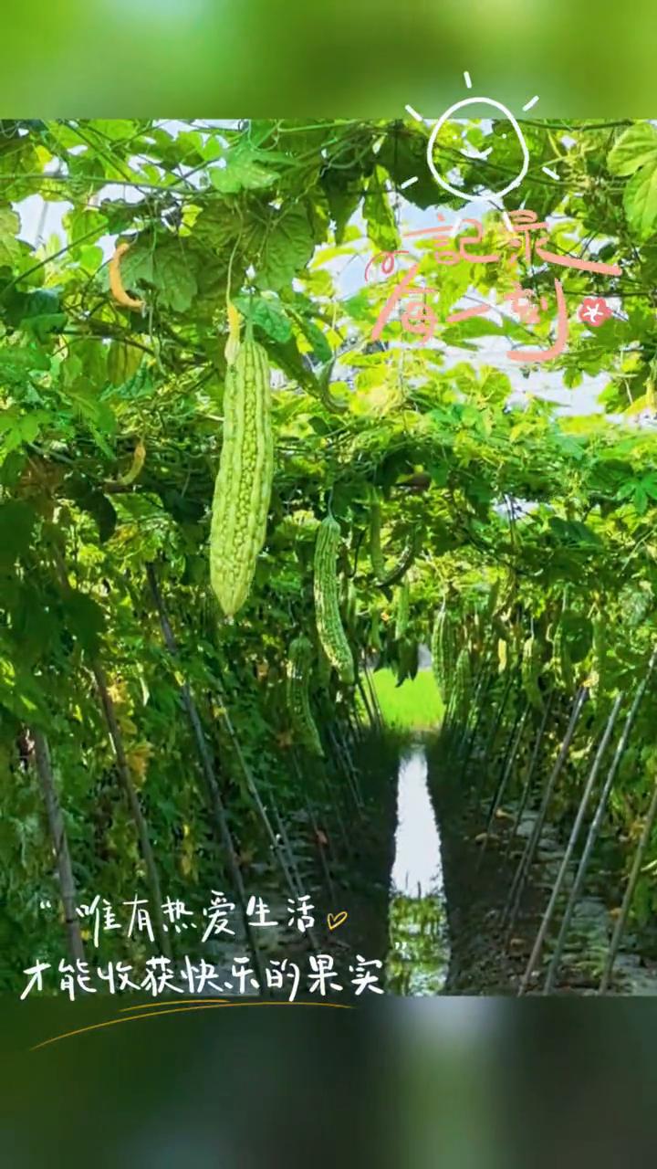 记录看一刻。
唯有热爱生活才能收获快乐的果实。