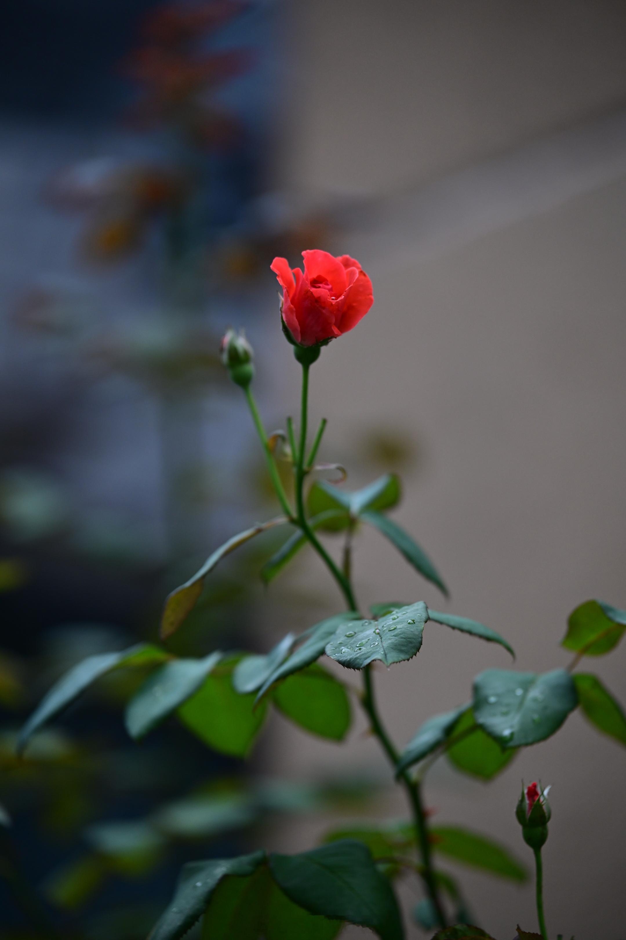 一组红花，给今天。植物