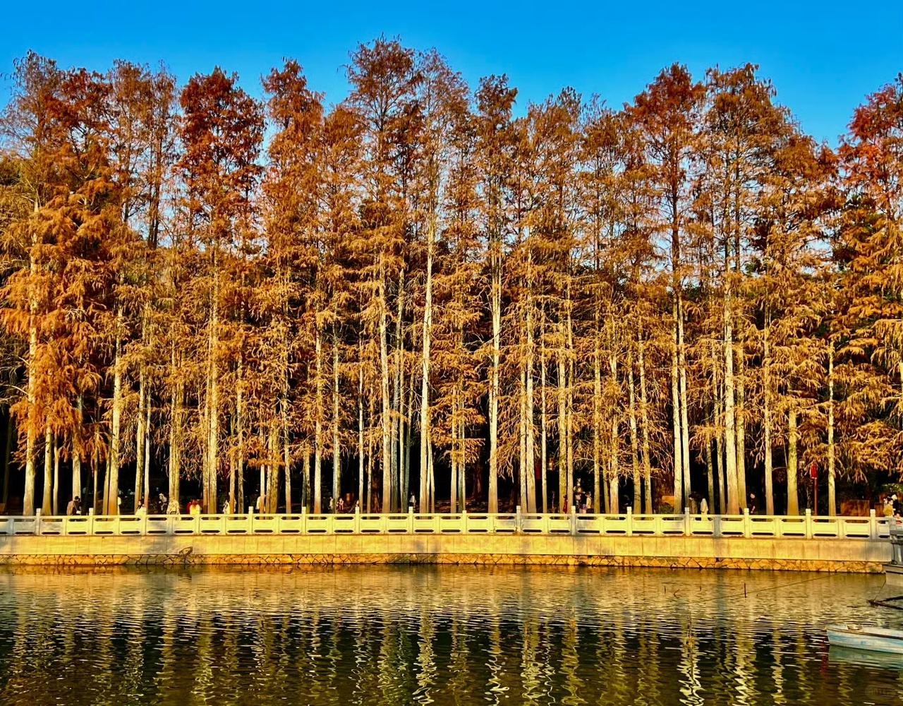 【福州国家森林公园】

阳光透过暖金色的杉叶，连风里都裹满了温柔的暖意。这个周末