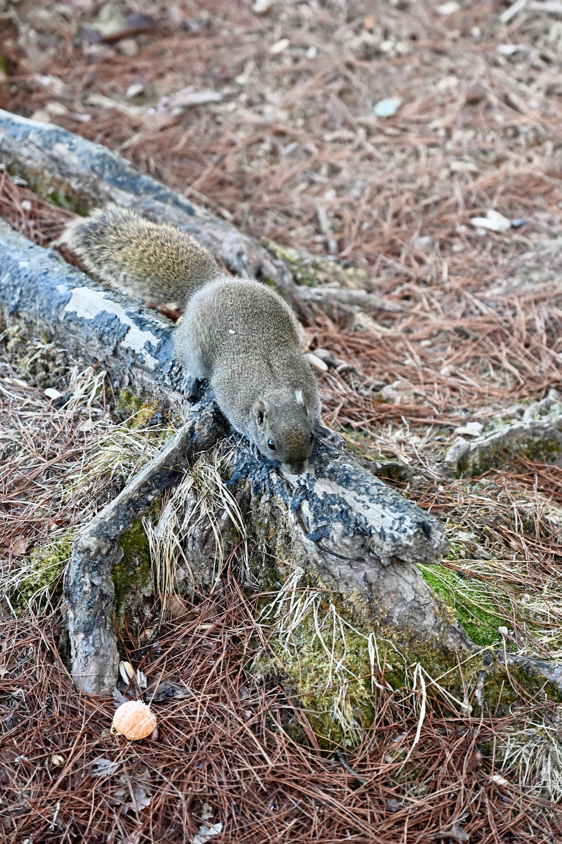黄山归来不看山，记录✍️旅行碎片