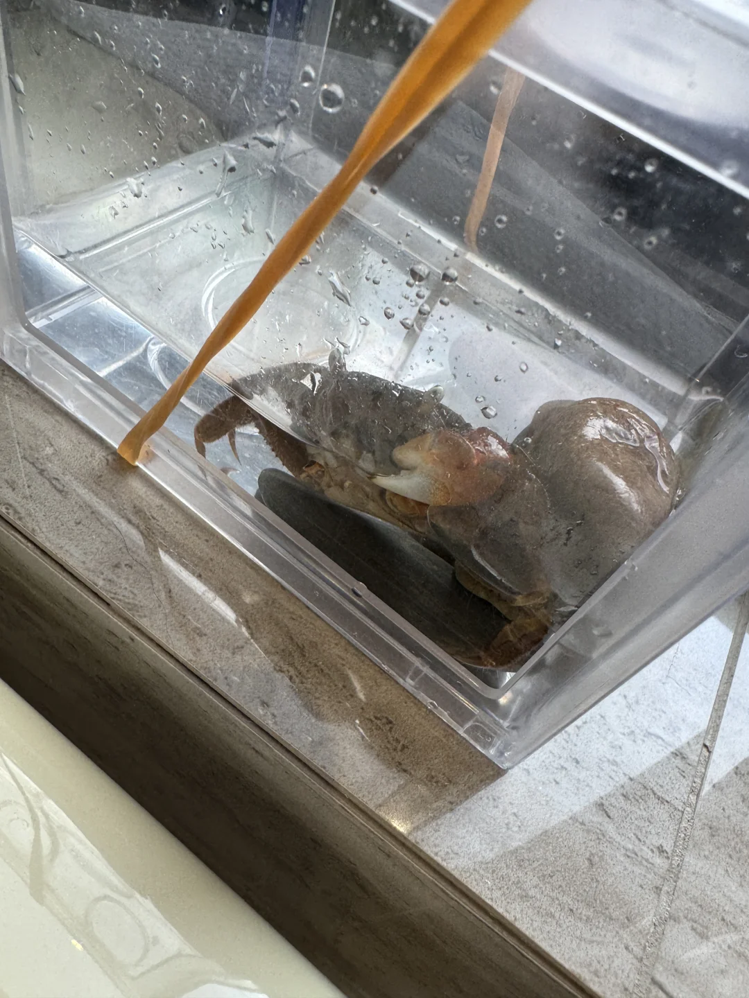 螃蟹电视机打架了