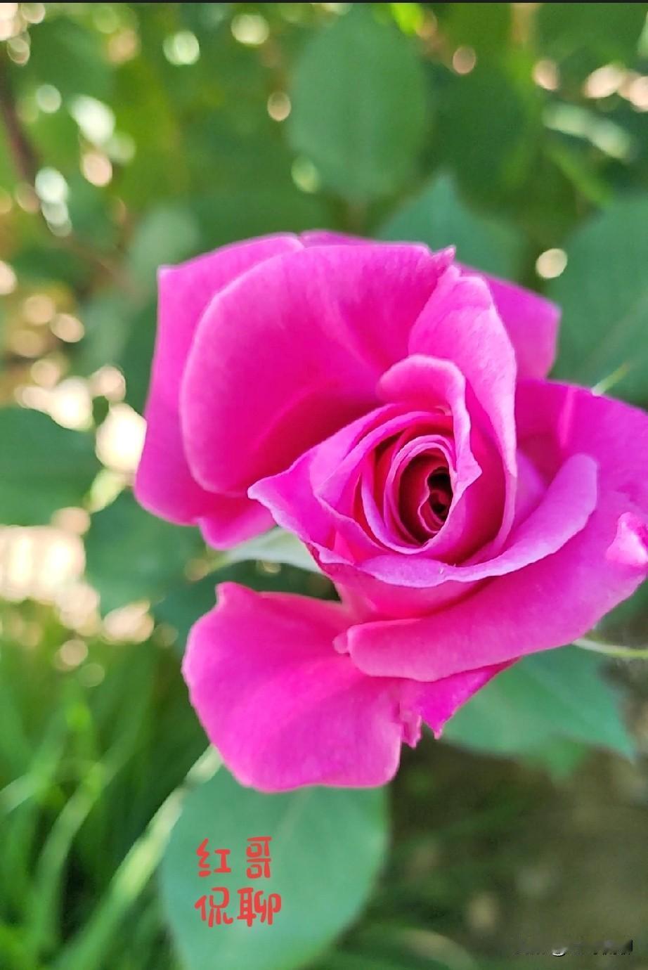 北京选月季为市花（与菊花并列双市花），核心是市民票选第一、花期超长、好养活、文化