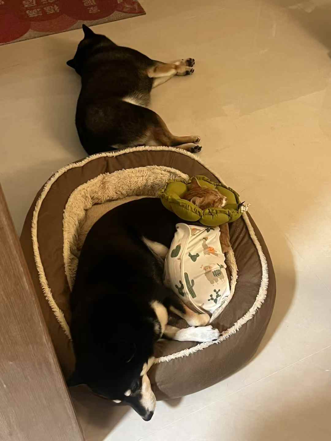 狗子的生活过得比我好 