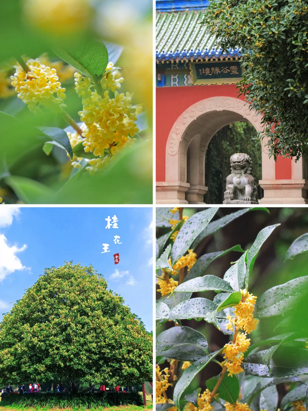 正在盛开‼️今年秋天别再错过灵谷寺桂花了