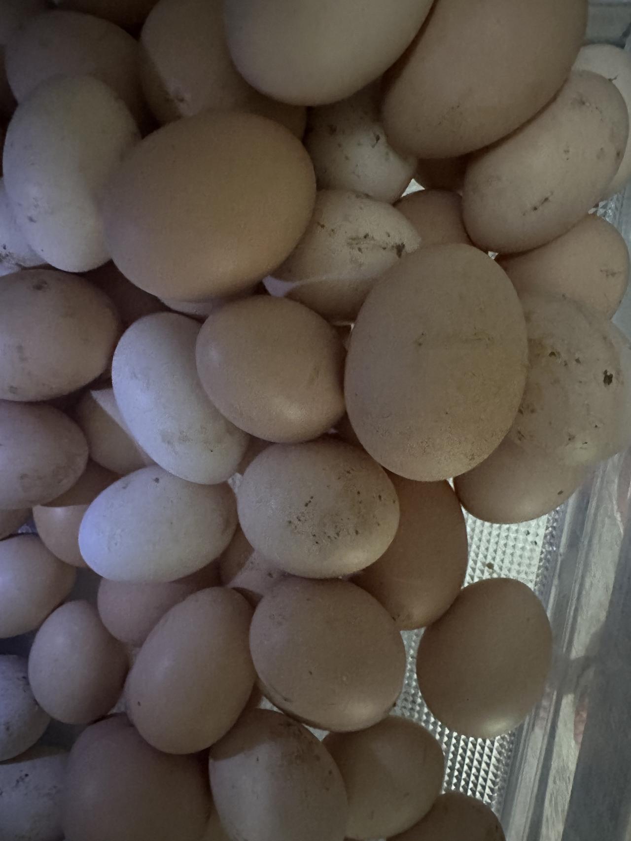 过年去朋友家拜年，老母亲又和平时一样，把辛辛苦苦攒下的鸡蛋装了一盒子，让我带回来