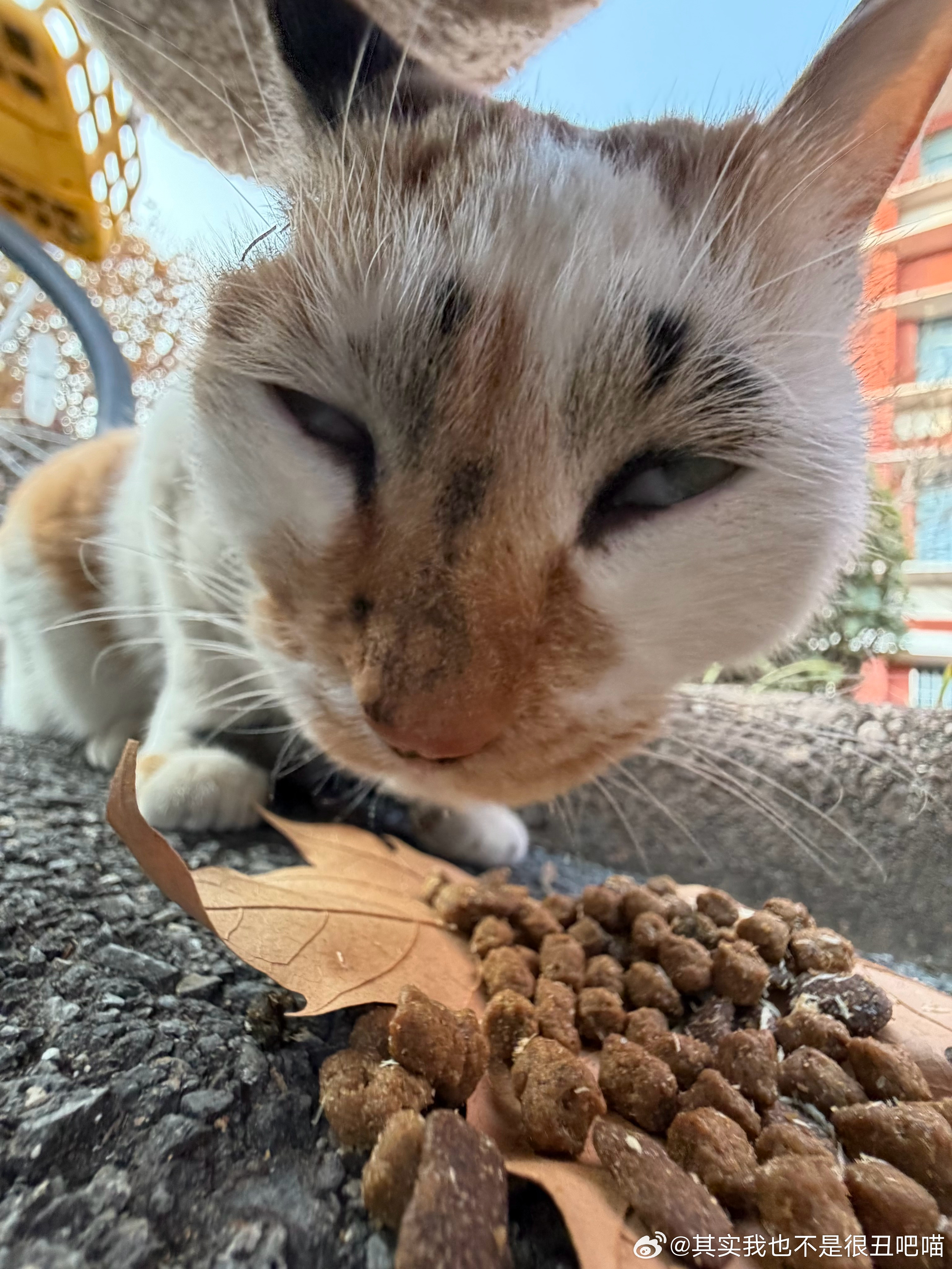 50316【丑猫】茶茶女王开吃 