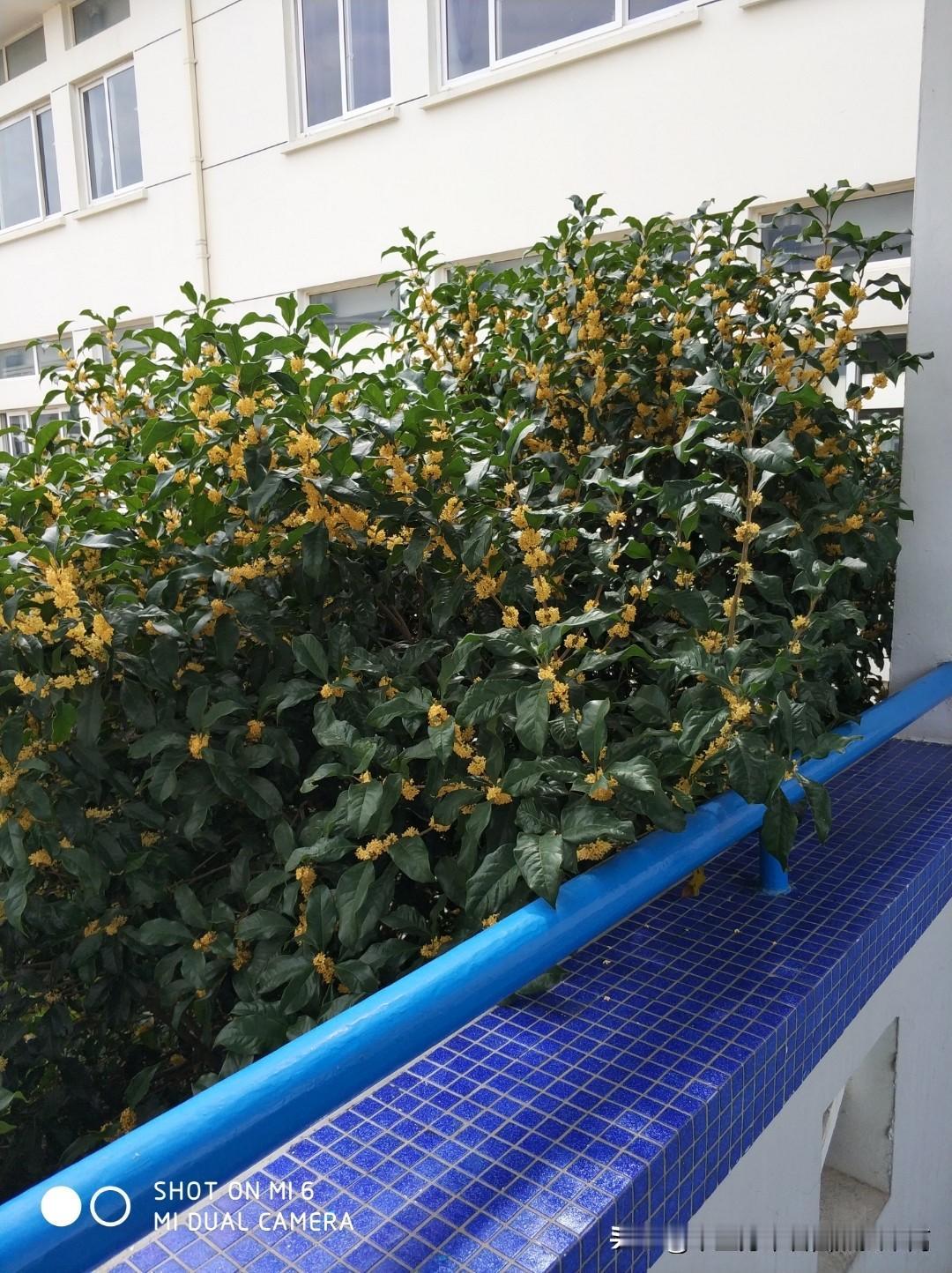 教室走廊边上的桂花树，香吧