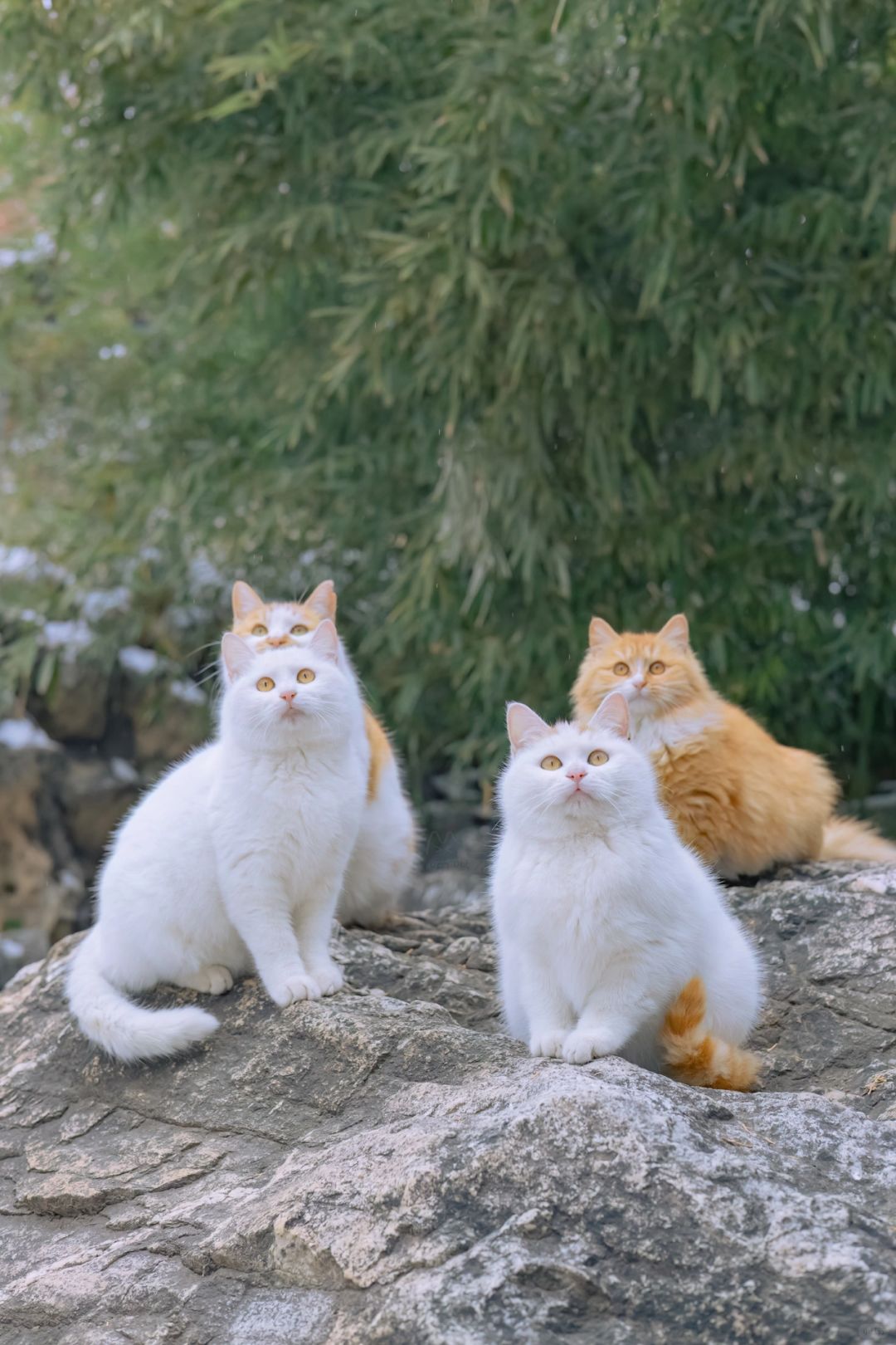 感觉捅了猪窝了