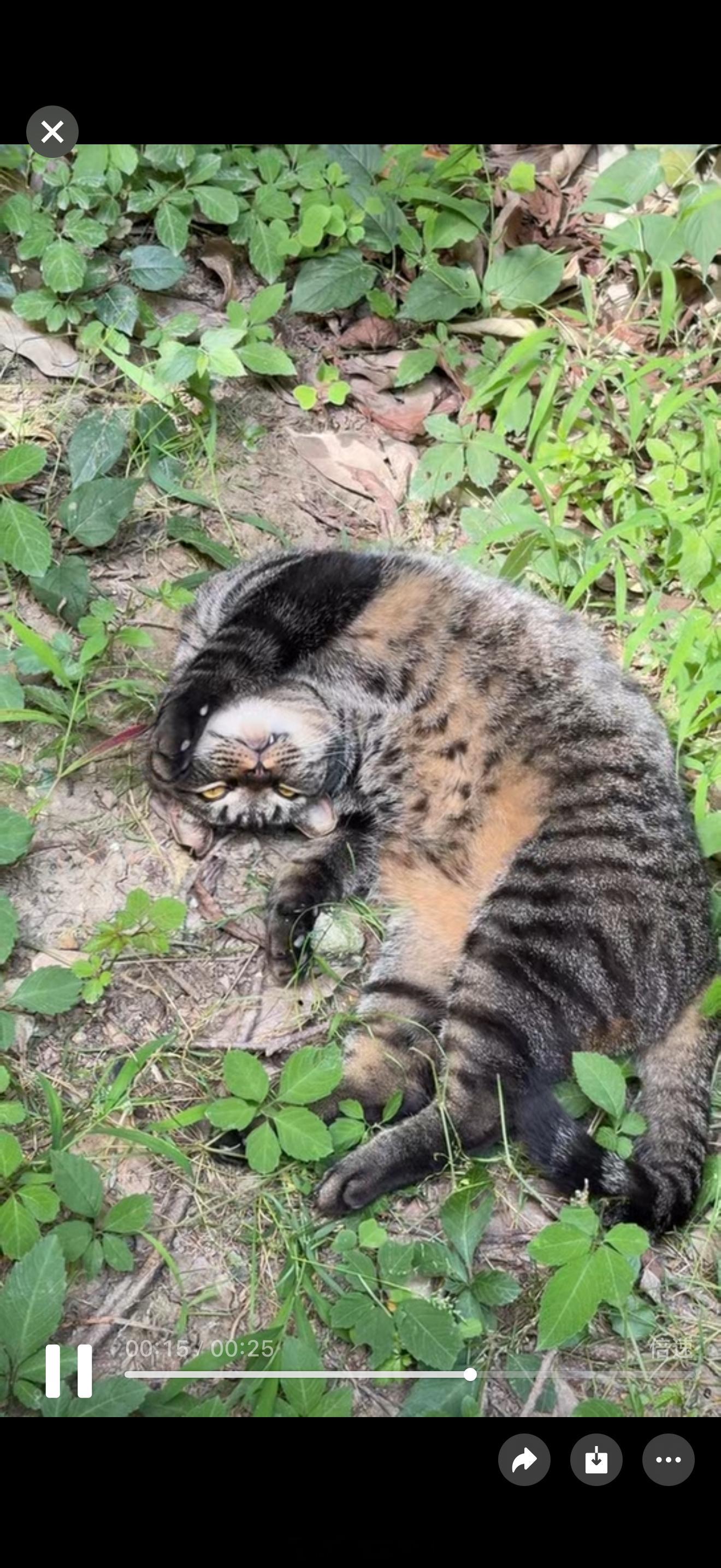 有一只把自己养的胖胖的梨花，我喊她走地猪。一直以为是流浪猫，一开始不给我摸，到现