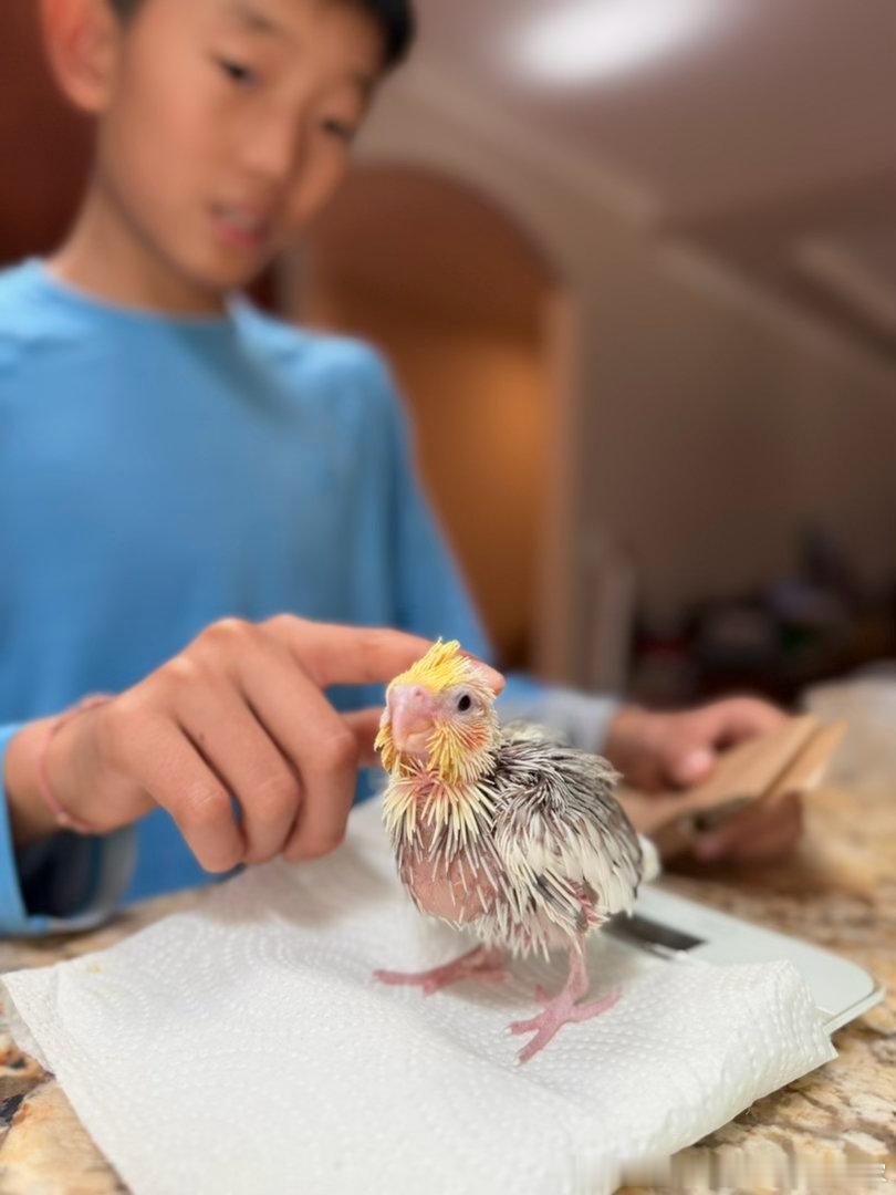 茁壮成长室外暖房养幼鸟太合适了！直接放太阳底下不到一分钟温度就太高+湿度骤降，会