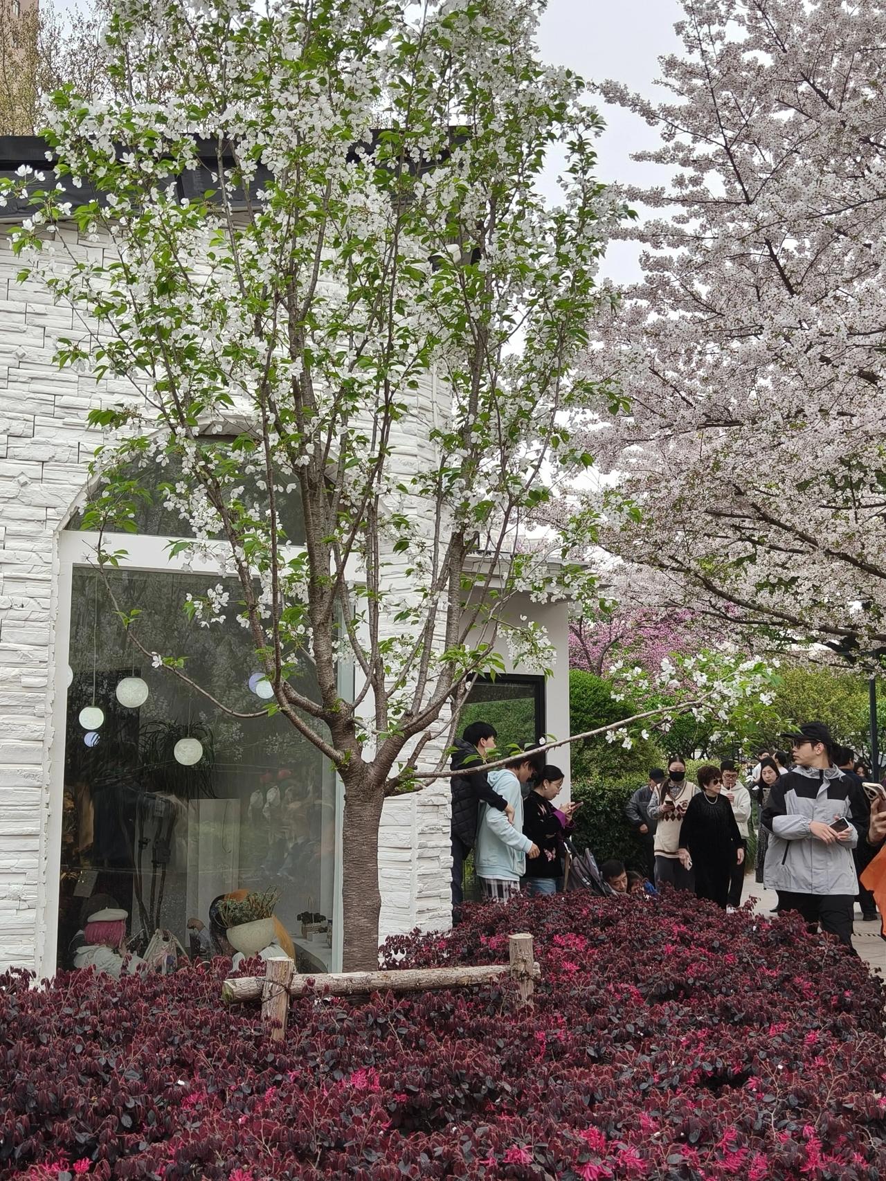 微风拂过，樱花如雨，轻轻洒落在肩头，带来一丝淡淡的清香。

樱花树下，落英缤纷，