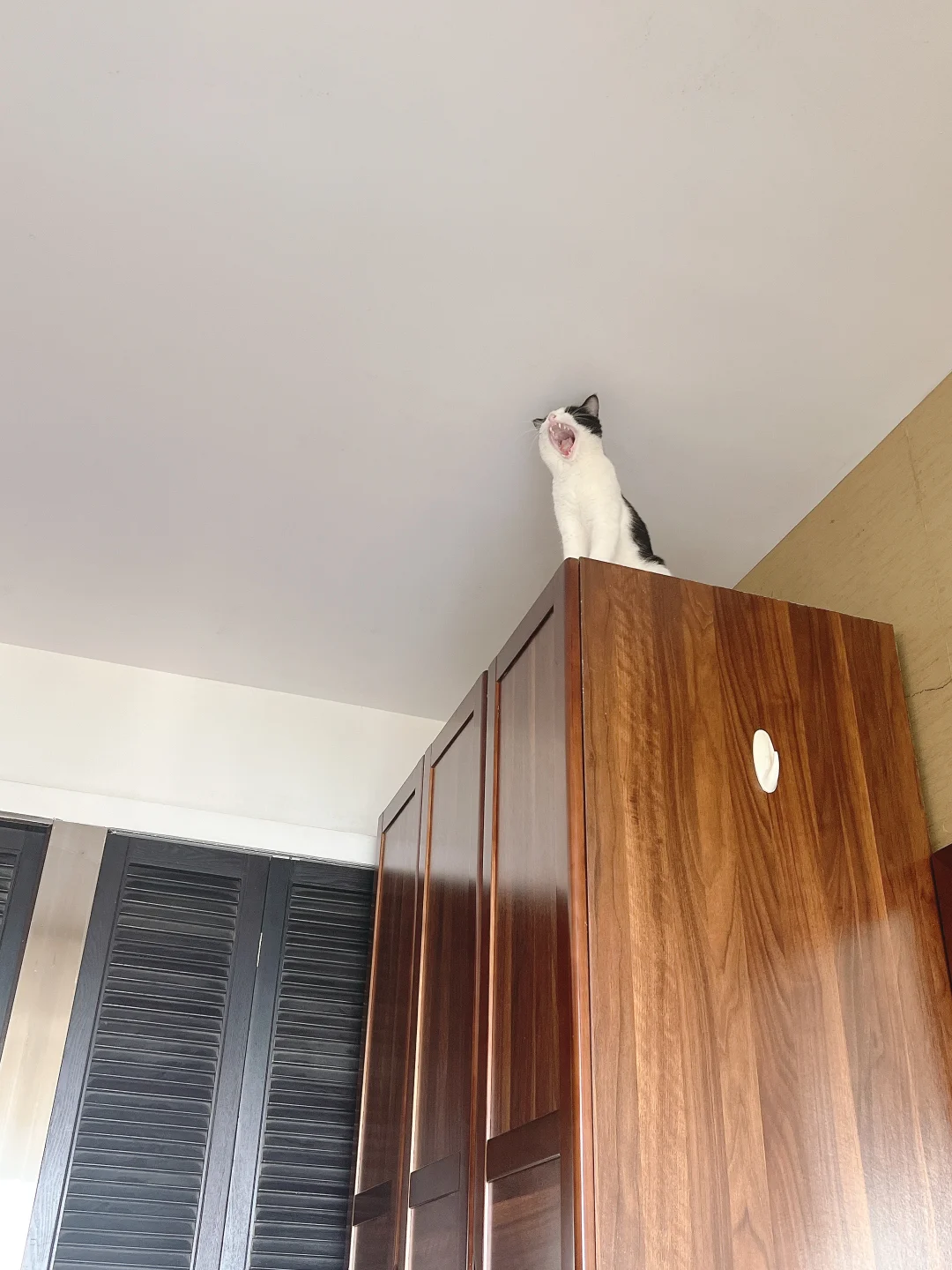 当你要养一只奶牛猫