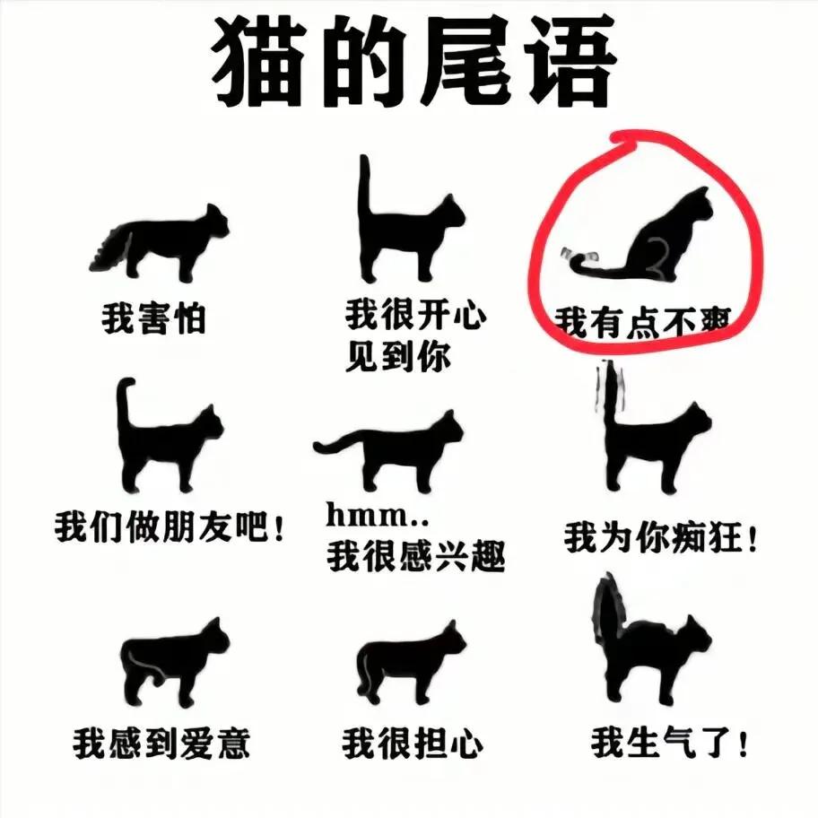 猫的尾语！！！！