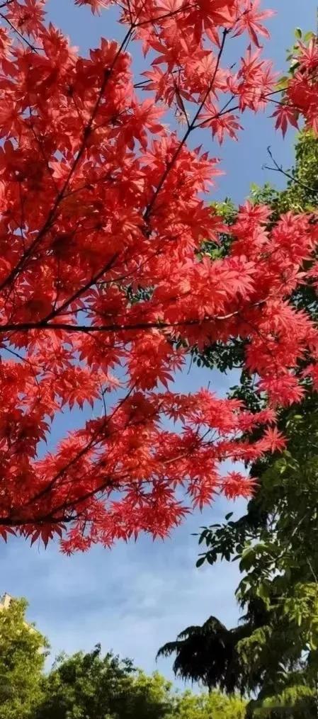 天赋决定上限，
努力决定下限。
用自己喜欢的方式，
给生活染上自己喜欢的颜色。