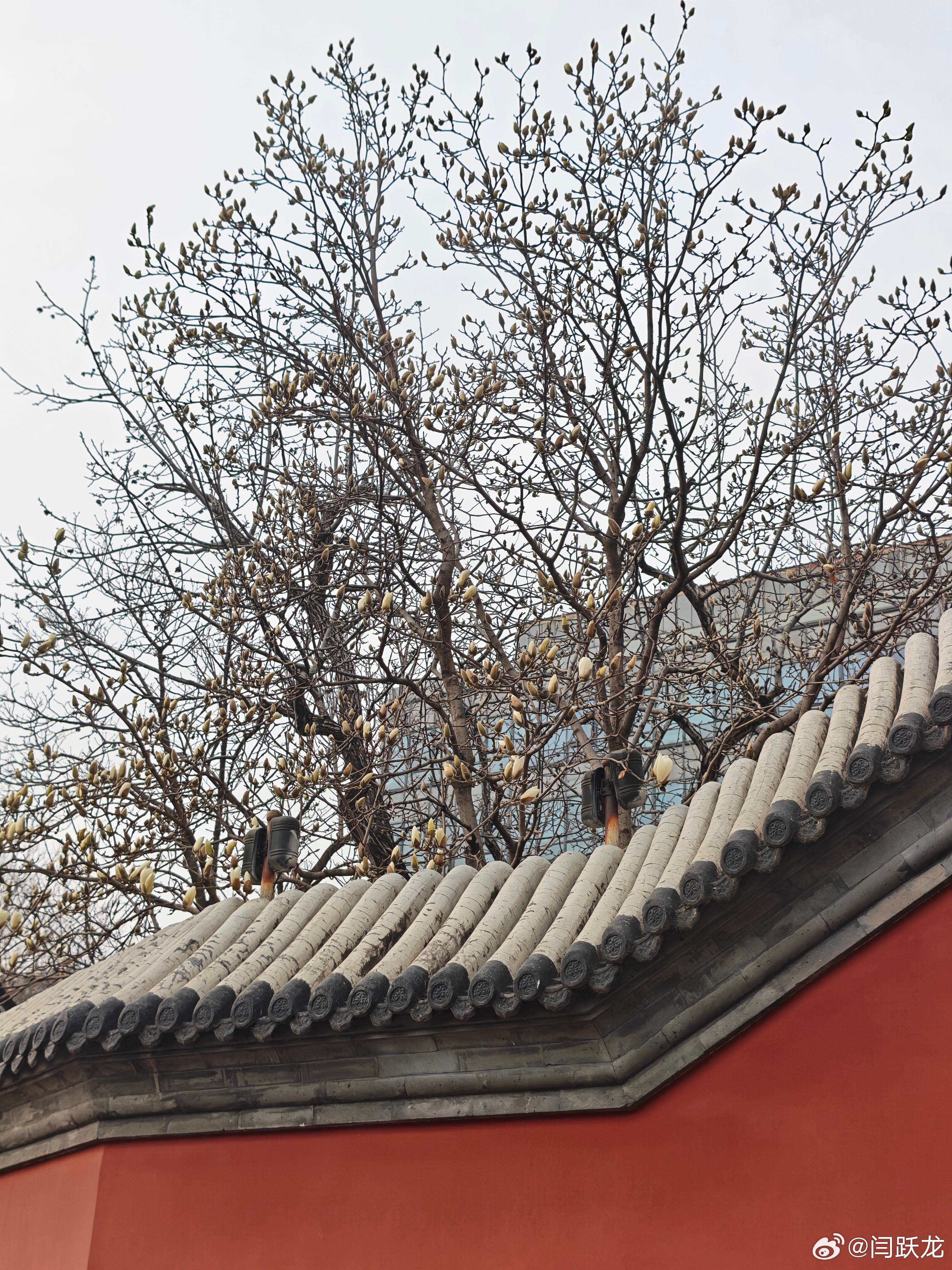 雍和宫的玉兰还没有全开。古代建筑