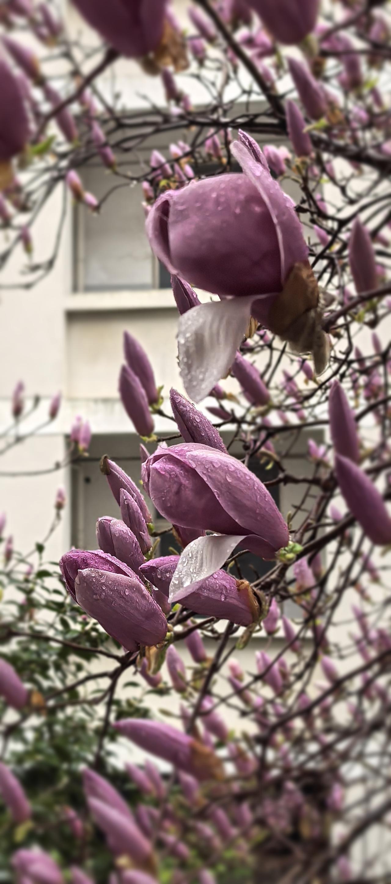 雨中的紫玉兰

晨起微雨，淅沥落窗。
猫踞于窗台，隔玻璃望雨。
往日它早就闹着出